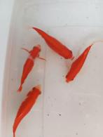 Sarasas 12 cm.  3€ p vis denk nog15 vissen, Dieren en Toebehoren, Vissen | Vijvervissen