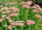 sedum, Tuin en Terras, Ophalen, Vaste plant