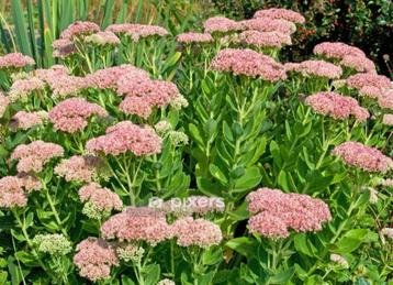 sedum beschikbaar voor biedingen