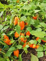 5 zaden zoete snackpaprika oranje - biologische teelt, Verzenden, Voorjaar, Volle zon, Zaad