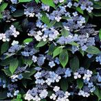 hortensia (Hydrangea serrata blue bird), Tuin en Terras, Vaste plant, Halfschaduw, Zomer, Ophalen