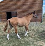 Ruin 15mnd Braaf en Mooi - AQHA, Dieren en Toebehoren, Paarden, Ruin