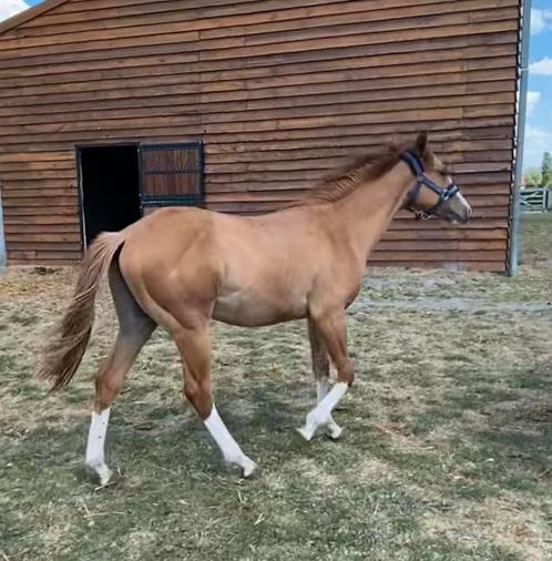 Ruin 15mnd Braaf en Mooi - AQHA, Dieren en Toebehoren, Paarden, Ruin