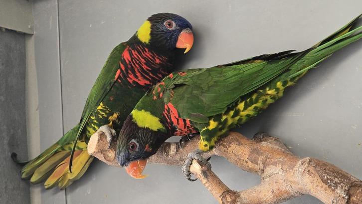 groenneklori koppel, Dieren en Toebehoren, Vogels | Parkieten en Papegaaien, Papegaai, Meerdere dieren, Geringd