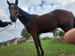 paard, Dieren en Toebehoren, Paarden, Gechipt, Ruin, Zadelmak, 160 tot 165 cm