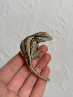 Striped gargoyle man, Dieren en Toebehoren, Reptielen en Amfibieën, Hagedis, Tam, 0 tot 2 jaar