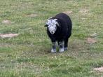 Herdwick ramlammeren met stamboek te koop, Mannelijk, Schaap, 0 tot 2 jaar
