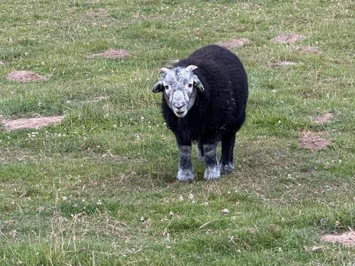 Herdwick ramlammeren met stamboek te koop, Dieren en Toebehoren, Schapen, Geiten en Varkens, Schaap, Mannelijk, 0 tot 2 jaar