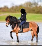 Super kinder pony te koop!, B, Gechipt, 7 tot 10 jaar