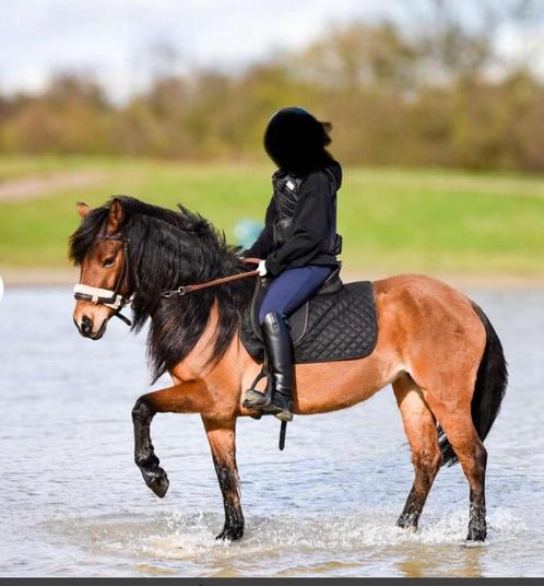 Super kinder (sport) pony te koop!, Dieren en Toebehoren, Pony's, Merrie, B, 7 tot 10 jaar, Gechipt, Ontwormd, Ingeënt
