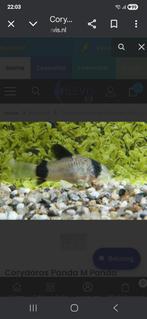Corydoras panda, Dieren en Toebehoren