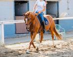 Dressuurpaard, Dieren en Toebehoren, Paarden, Merrie, Dressuurpaard