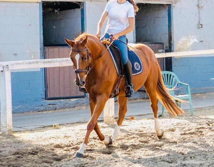 Dressuurpaard, Dieren en Toebehoren, Paarden, Merrie, Dressuurpaard