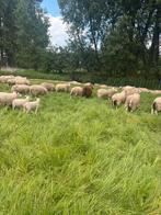 Schapen/Rammen, Dieren en Toebehoren, Mannelijk, Schaap, 0 tot 2 jaar