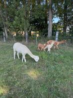 Diverse alpacas te koop hengsten , merrie met criatje, Ophalen, Nieuw, Overige diersoorten