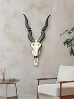 Antilope skull Decoratie, Verzamelen, Dierenverzamelingen, Ophalen, Zo goed als nieuw, Wild dier, Gewei of Kop
