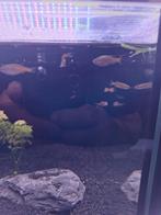 Danio choprae 2cm. Locatie maastricht, Ophalen, Zo goed als nieuw