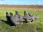 Jonge tamme Noord Hollandse Blauwe kippen gesekst en ingeënt, Dieren en Toebehoren, Pluimvee, Vrouwelijk, Kip