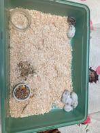6 dwerghamsters geboren augustus 2025, Hamster, Augustus, Meerdere dieren, Tam