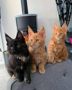 Chatons Maine Coon « femelles et male  », Dieren en Toebehoren, Katten en Kittens | Raskatten | Langhaar, Meerdere dieren, Gechipt