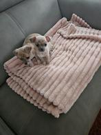 Prachtige kortharige teefje en reutje chihuahua pupy cream, Dieren en Toebehoren, België, Particulier, CDV (hondenziekte), 8 tot 15 weken