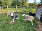 Herdwick ooien en rammen, Dieren en Toebehoren, Schapen, Geiten en Varkens