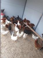 legkippen , leghennen in verschillende kleuren, Dieren en Toebehoren, Pluimvee, Vrouwelijk, Kip