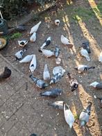Duiven, Dieren en Toebehoren, Vogels | Duiven