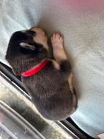 6 husky pups, België, Particulier, 8 tot 15 weken, CDV (hondenziekte)