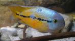 Gele moga, Dieren en Toebehoren, Vissen | Aquariumvissen