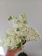 Alocasia macrorrhiza splash, Ophalen of Verzenden