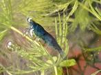 Blauwe neocaridina garnalen, Dieren en Toebehoren