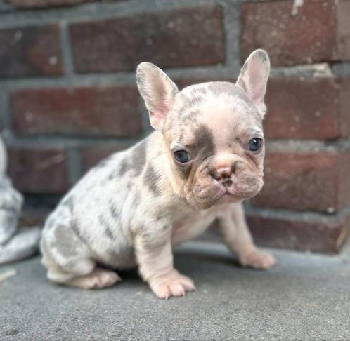 Franse Bulldog Pups, Dieren en Toebehoren, Honden | Bulldogs, Pinschers en Molossers, Meerdere dieren, Bulldog, Fokker | Hobbymatig