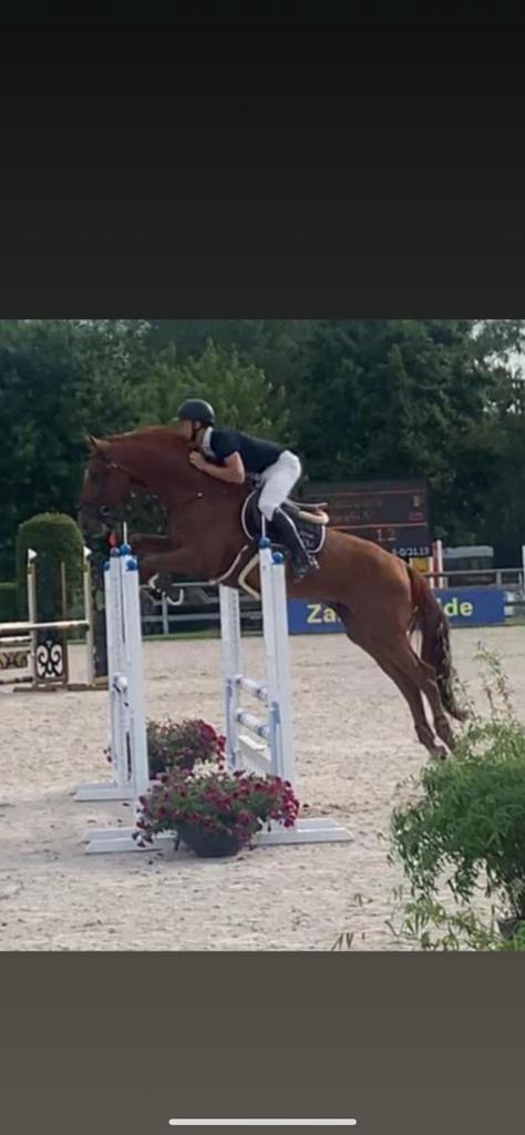 Super brave 4jarige hengst ideaal voor amateur braafste, Animaux & Accessoires, Chevaux, Étalon