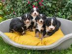 Mooie berner sennen pups te koop, Dieren en Toebehoren, Honden | Bulldogs, Pinschers en Molossers, Particulier, CDV (hondenziekte)