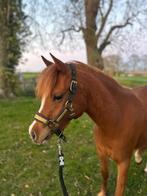 3 jarige merrie, Dieren en Toebehoren, Merrie, Onbeleerd, B pony (1.17m tot 1.27m), 3 tot 6 jaar