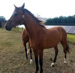 Jardin BWP chic vieux de 2,5 ans, Animaux & Accessoires, Chevaux, Hongre, 160 à 165 cm, Vermifugé, Non dressé