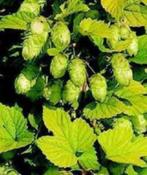 Hopplanten, Ophalen, Vaste plant, Halfschaduw, Klimplanten
