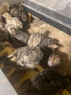 Japanse jumbo kwartels week oud, Dieren en Toebehoren, Pluimvee