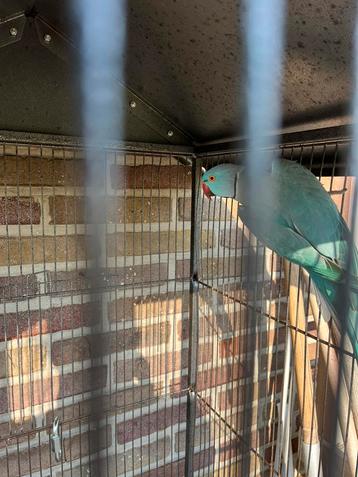Man halsband parkiet van 2019, Dieren en Toebehoren, Vogels | Parkieten en Papegaaien, Parkiet