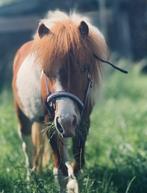 Op zoek naar weide ( te huur)  voor 2 pony’s, Dieren en Toebehoren, Stalling en Weidegang