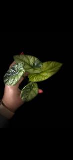 Alocasia Sinuata Albo Mint variegata, Ombre partielle, En pot, Plante à fleurs, Enlèvement ou Envoi