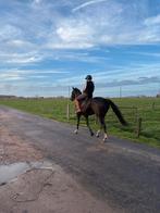 Jument KWPN, Jument, Cheval de dressage, Avec pedigree