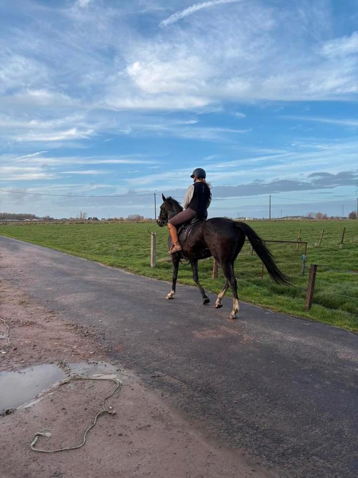 Jument KWPN, Animaux & Accessoires, Chevaux, Jument, Cheval de dressage, Avec pedigree, Avec puce électronique, Vermifugé, Vacciné