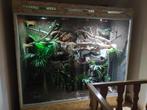 TE KOOP! Terrarium 200cm hoog x 180 cm breed x 70 cm diep, Animaux & Accessoires, Reptiles & Amphibiens