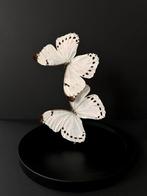 Splendide Envol de 2 Grands Papillons Exotiques Morpho Luna, Insecte, Animal empaillé, Enlèvement ou Envoi, Neuf