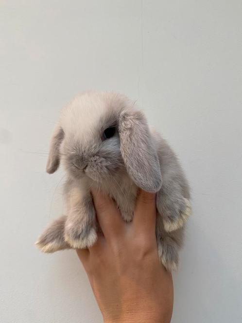 Minilop, Dieren en Toebehoren, Konijnen, Hangoor