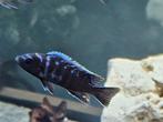 Cynothylapia ndonga deep cichliden malawi hobbykweek, Vis, Zoetwatervis