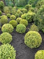 Buxus sempervirens, Jardin & Terrasse, Plantes | Arbustes & Haies, Enlèvement ou Envoi, Buis