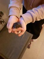 Hamster met kooi, Dieren en Toebehoren, Ophalen, Zo goed als nieuw, Kooi, Hamster